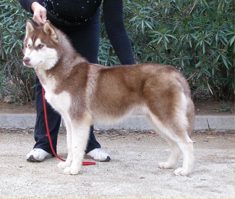 CH. Bombe Corsicahusky