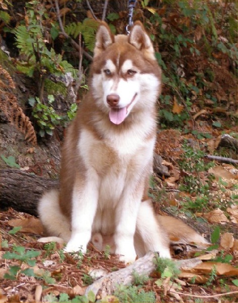 CH. Bombe Corsicahusky