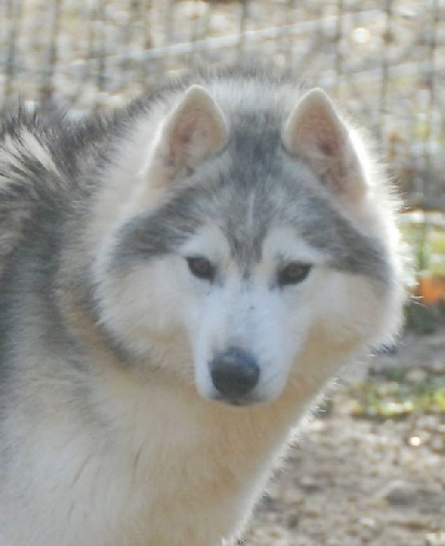 Grey wolf dit gedaî Corsicahusky