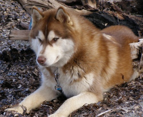 CH. Bombe Corsicahusky