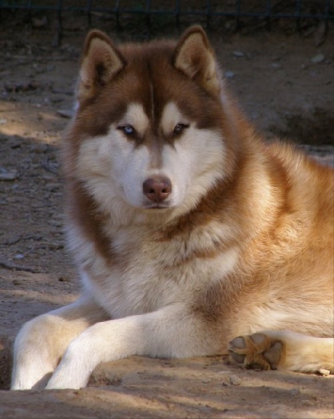 CH. Bombe Corsicahusky