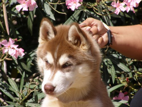 CH. Bombe Corsicahusky