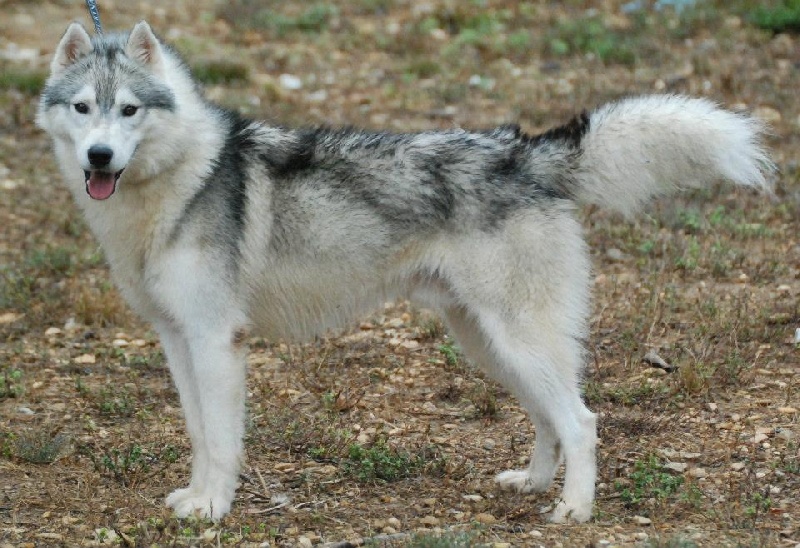 Grey wolf dit gedaî Corsicahusky