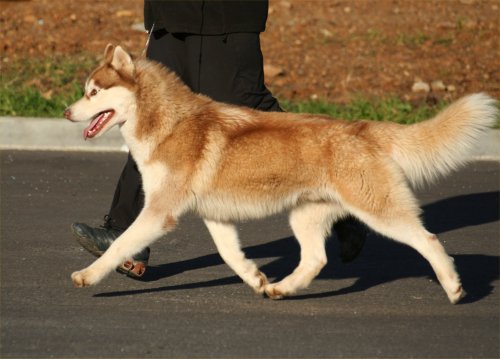 CH. Bombe Corsicahusky