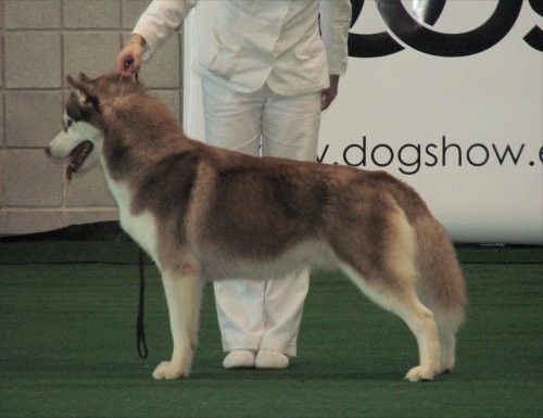 CH. Bombe Corsicahusky