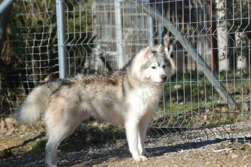 Grey wolf dit gedaî Corsicahusky