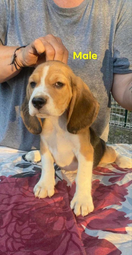 Corsicahusky - Chiot disponible  - Beagle