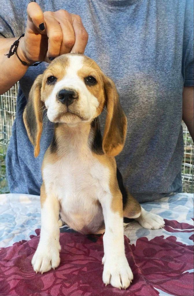 Corsicahusky - Chiot disponible  - Beagle