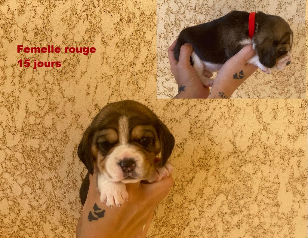 Corsicahusky - Chiot disponible  - Beagle