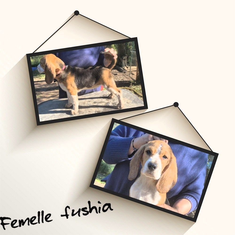 Corsicahusky - Chiot disponible  - Beagle