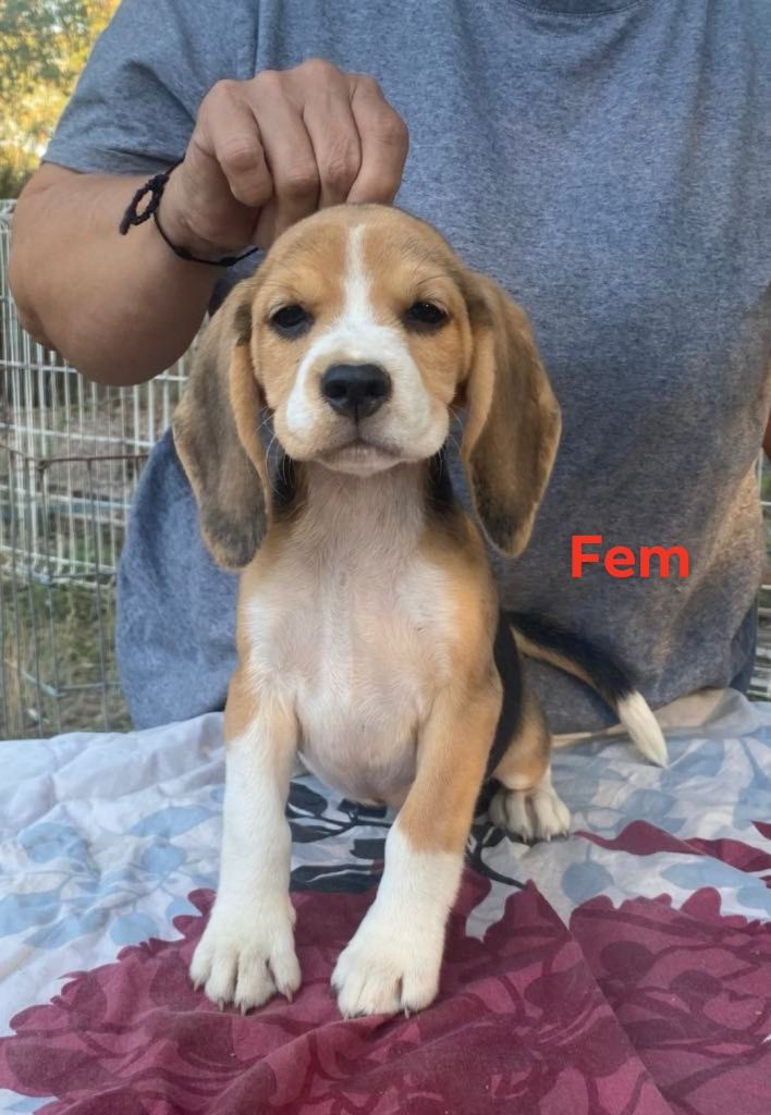 Corsicahusky - Chiot disponible  - Beagle