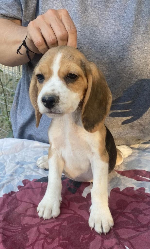 Corsicahusky - Chiot disponible  - Beagle