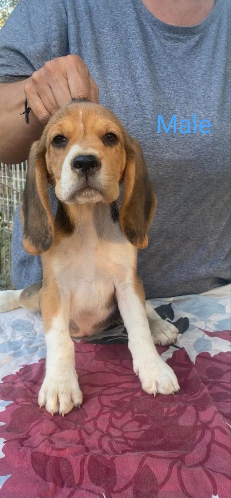 Corsicahusky - Chiot disponible  - Beagle