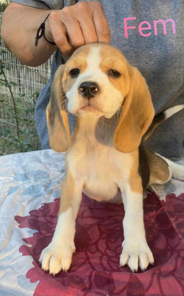 Corsicahusky - Chiot disponible  - Beagle