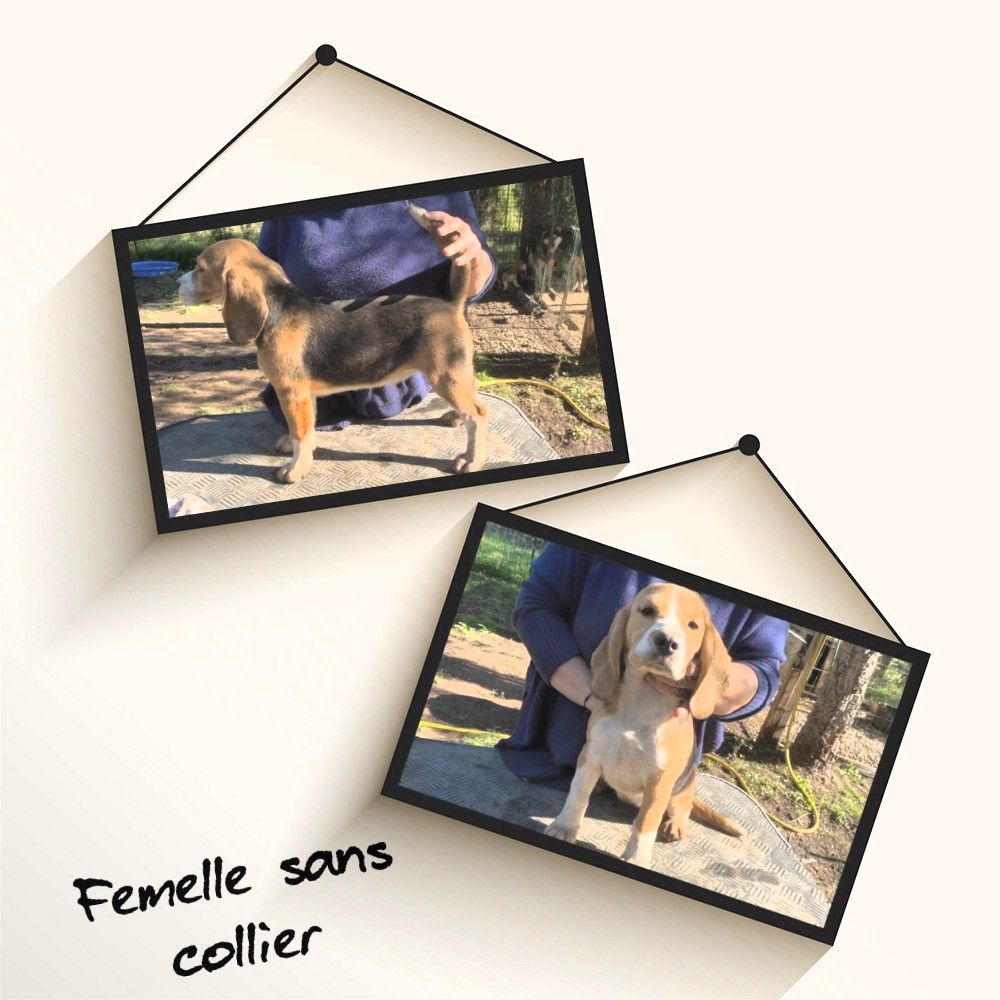 Corsicahusky - Chiot disponible  - Beagle