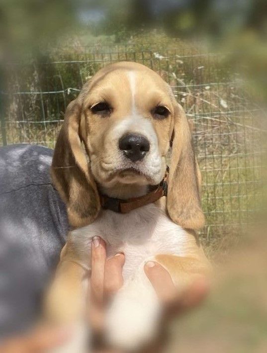 Corsicahusky - Chiot disponible  - Beagle