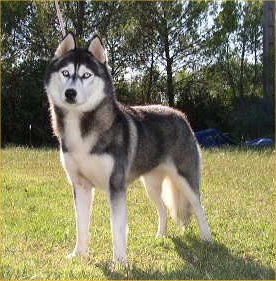 Kevin's Dream Shisheido dite sushi