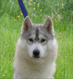 CH. By me Corsicahusky