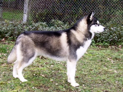 Bounty Corsicahusky