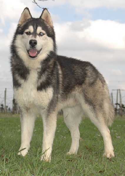 CH. Black magic big boy (dit boréal) Corsicahusky