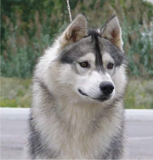 Danse avec les loups Corsicahusky