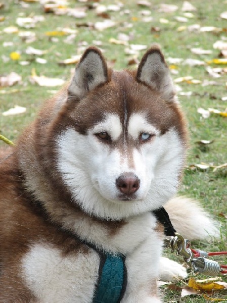 Baika Corsicahusky
