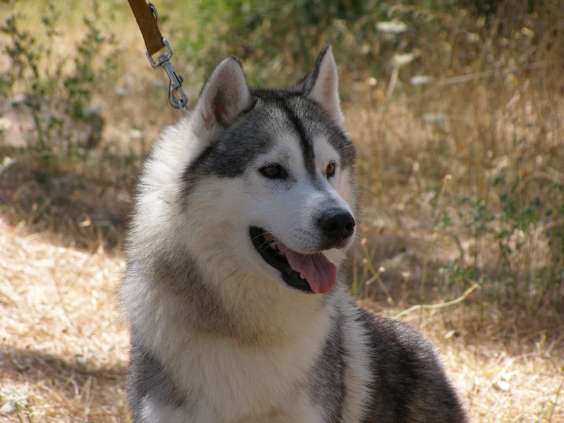 Vodoo Corsicahusky
