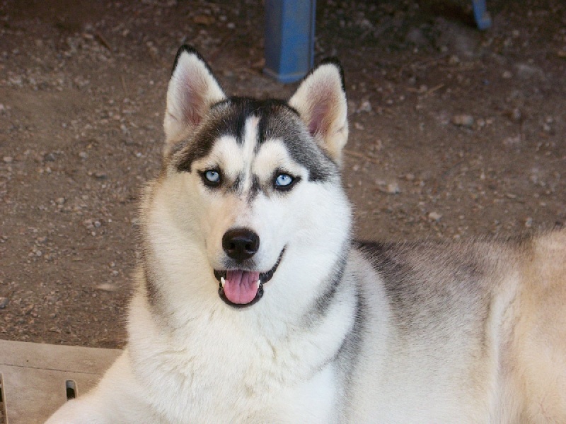 Demone Corsicahusky