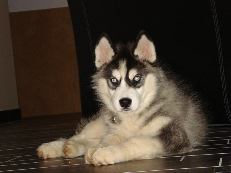 Esku Corsicahusky