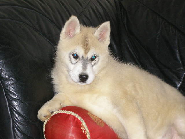 Eskimo kiss Corsicahusky