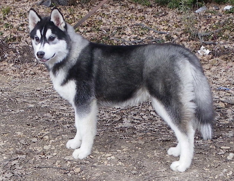 Electra Corsicahusky