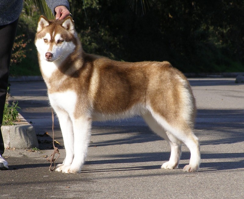 Dynamite Corsicahusky