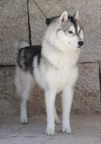 E'nanouk Corsicahusky