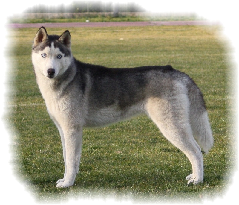 Demi more Corsicahusky