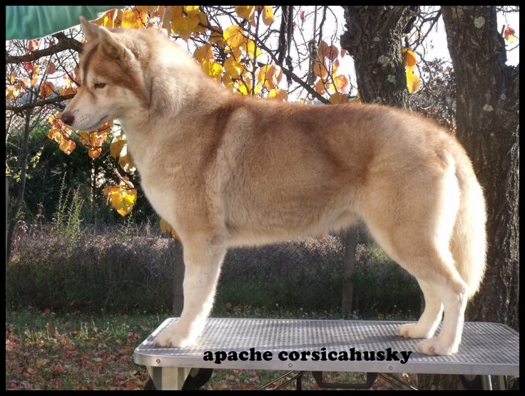 Apache Corsicahusky