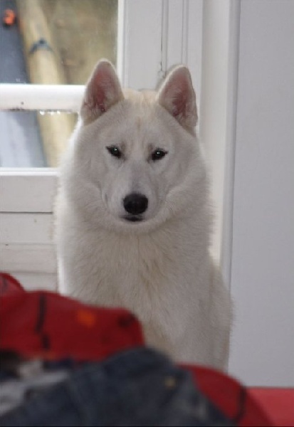 Diams Corsicahusky