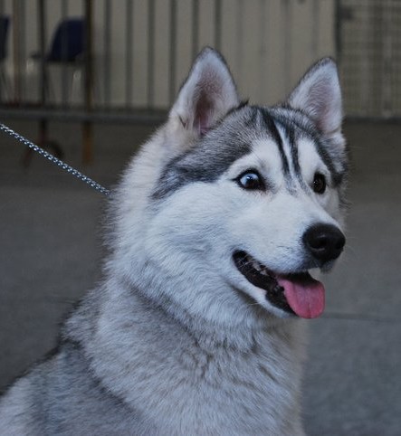 Engel Corsicahusky
