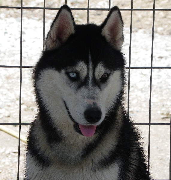 E'flash Corsicahusky