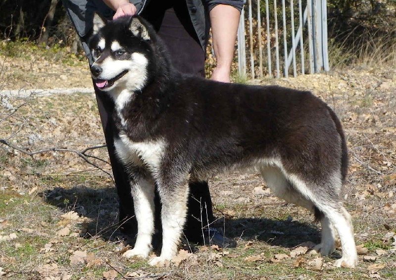 Dream wild tenderness Corsicahusky
