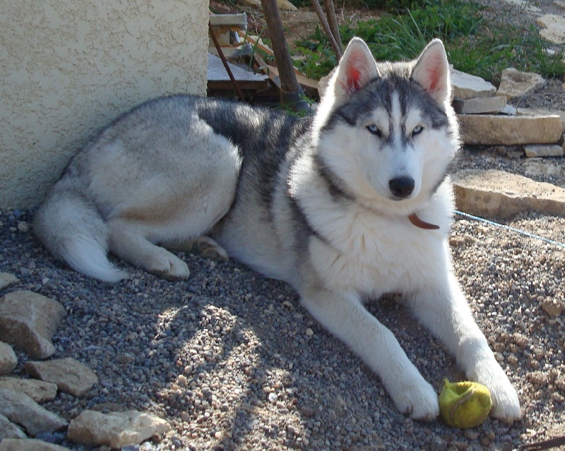 Enouk Corsicahusky