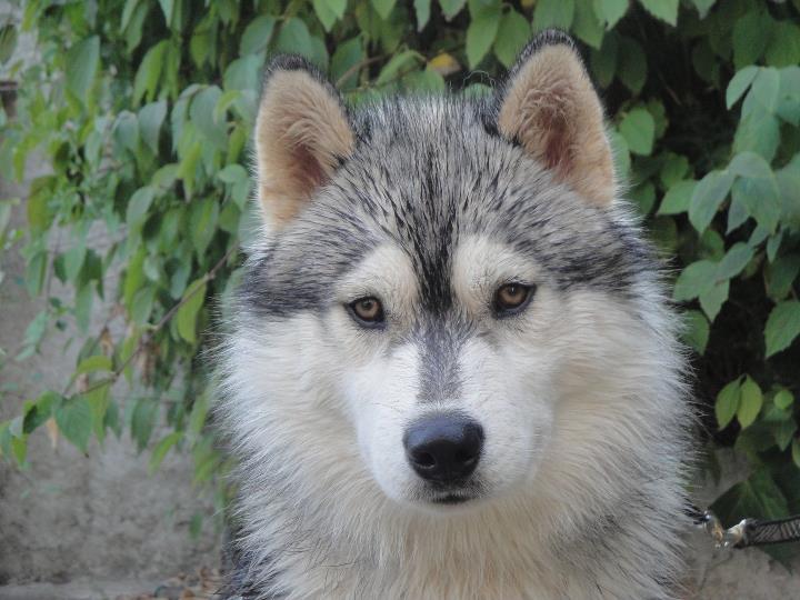 Flnc Corsicahusky