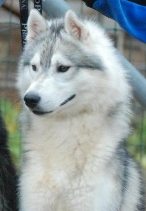 Grey wolf dit gedaî Corsicahusky