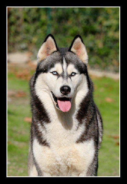Black demon Corsicahusky