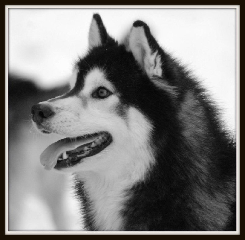 CH. Dolce monti Corsicahusky