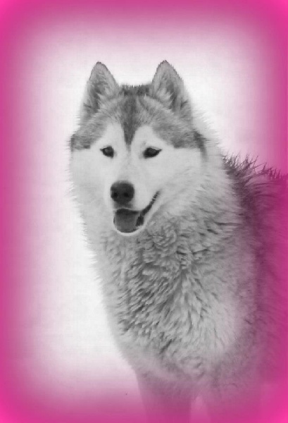 Easy rider Corsicahusky