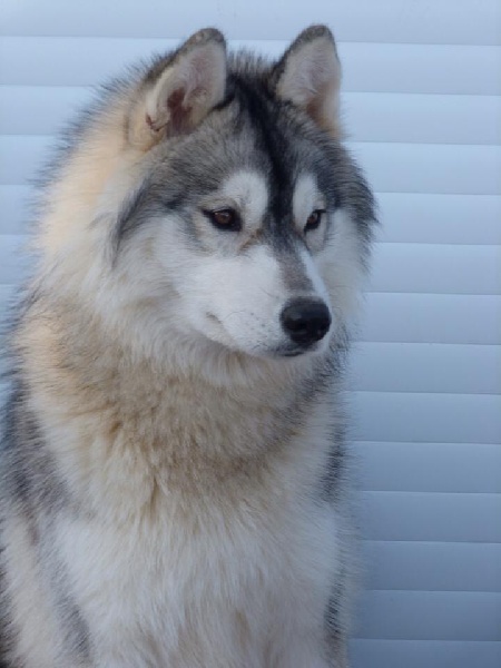 Hiro hito Corsicahusky