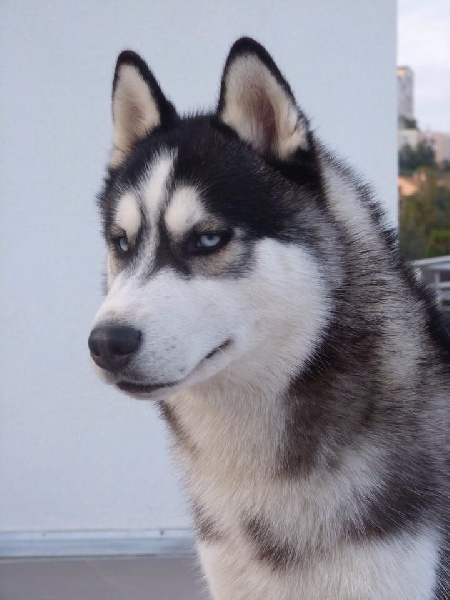 CH. Hulk Corsicahusky