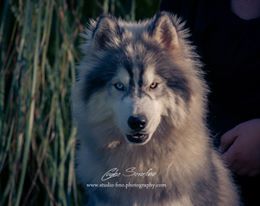 Louboutin Corsicahusky