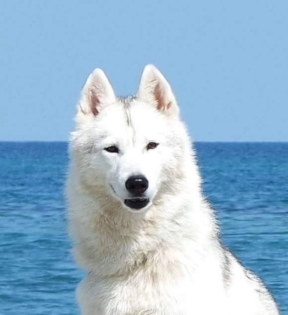 CH. Ice beauty Corsicahusky