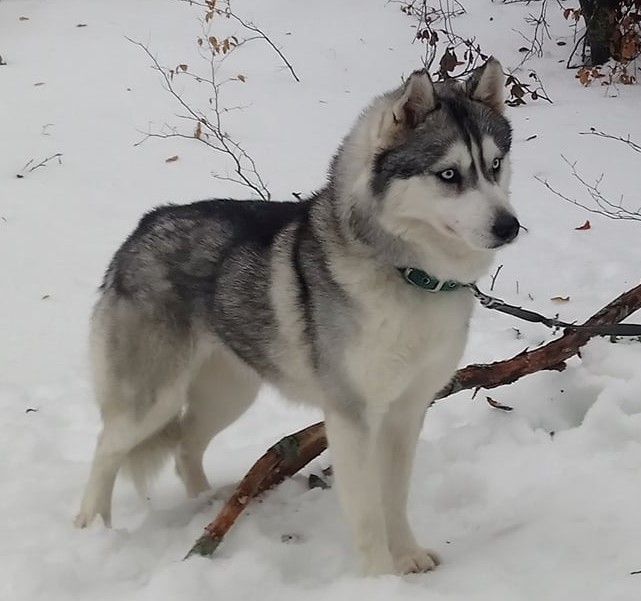 Love me tender Corsicahusky